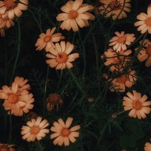 Meet your Posher, Lillian